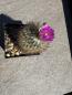 Preview: Gymnocactus beguinii